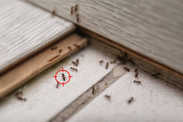 Best Insect Control  in Castleton On Hudson, NY