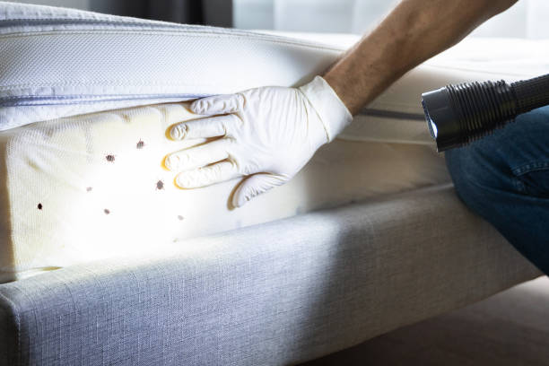 Best Pest Control Near Me  in Castleton On Hudson, NY