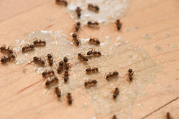 Reliable Castleton On Hudson, NY Pest Control Solutions